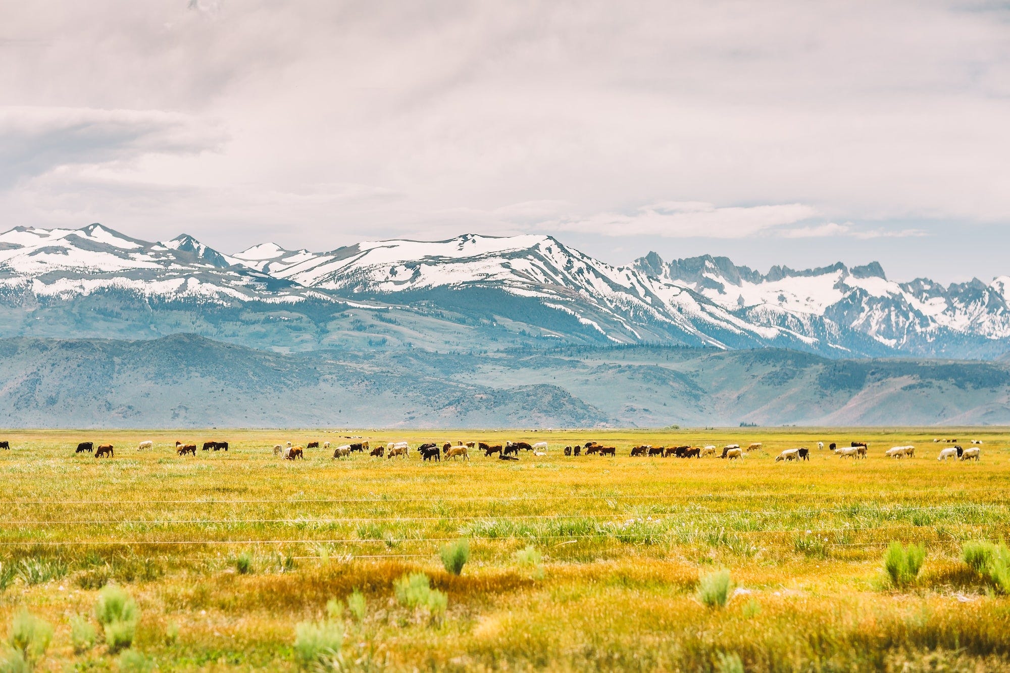 Cows in field by mountains