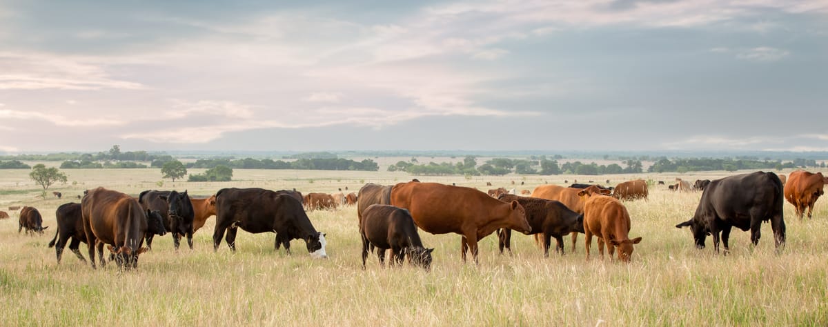 Reviewing rumensin... for ranches?